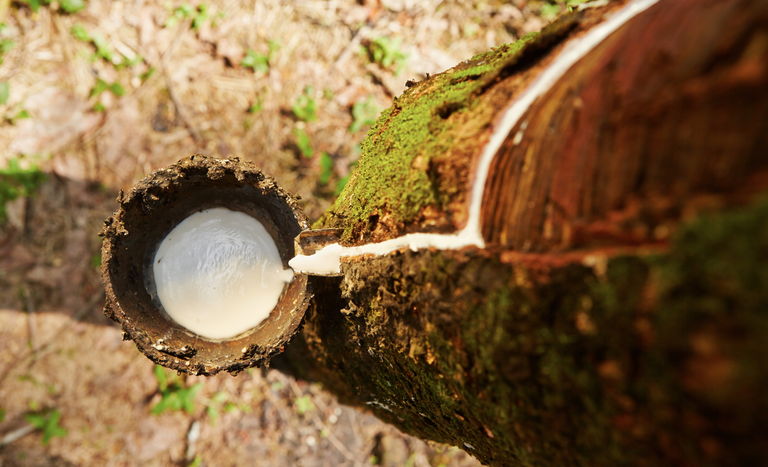 Alíquota de importação para borracha natural é elevada 