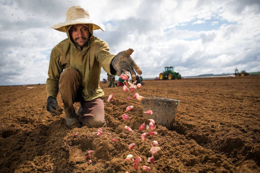 Fronteiras agrícolas investem no plantio direto