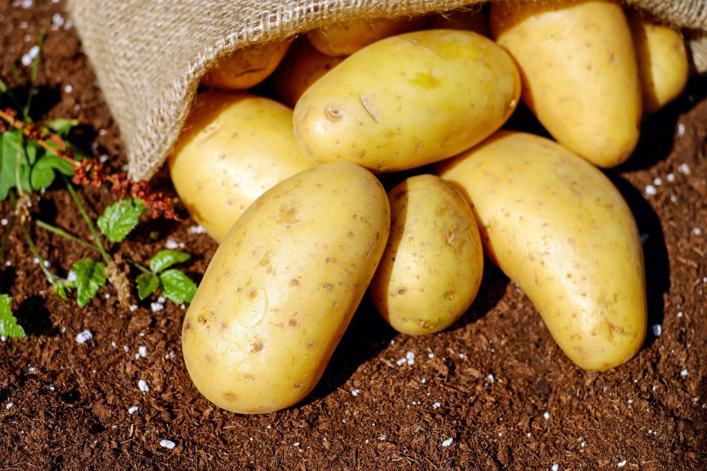 Conab: 1º Boletim Prohort apresenta queda no preço da batata e alta para cebola 