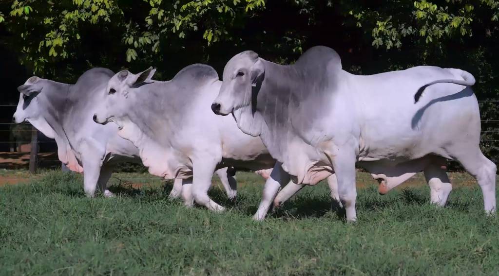 Hoje: aproveite o '8º Leilão Beabisa' e adquira touros de alto padrão