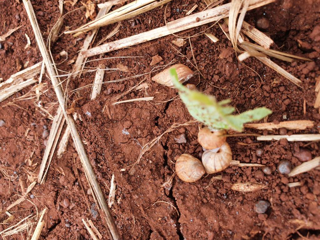 MS: caramujos causam prejuízos em lavouras de soja