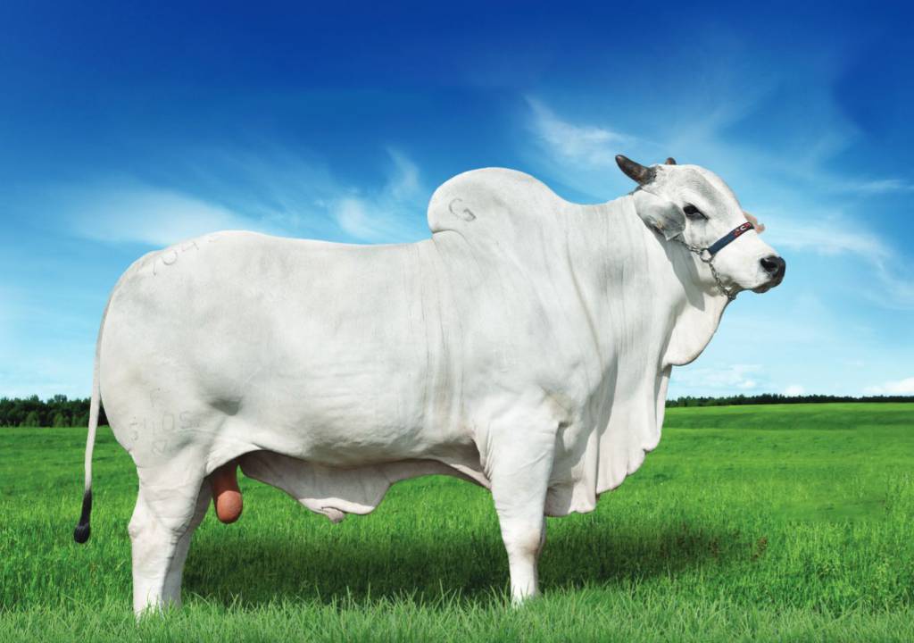 'Genética BR' oferta sêmen de grandes reprodutores, hoje no Agro Canal 