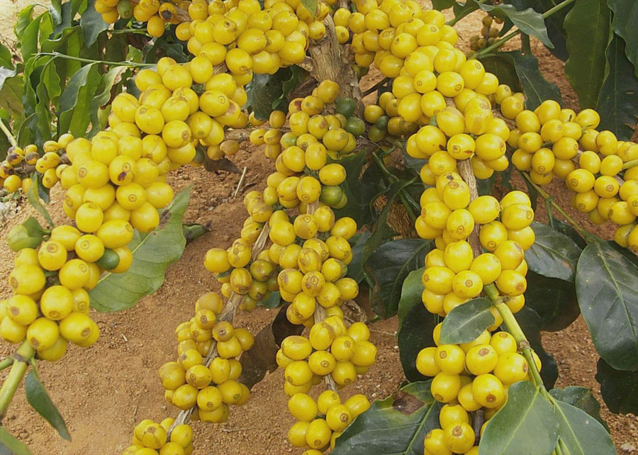 Biotecnologia acelera lançamento de novas cultivares de café