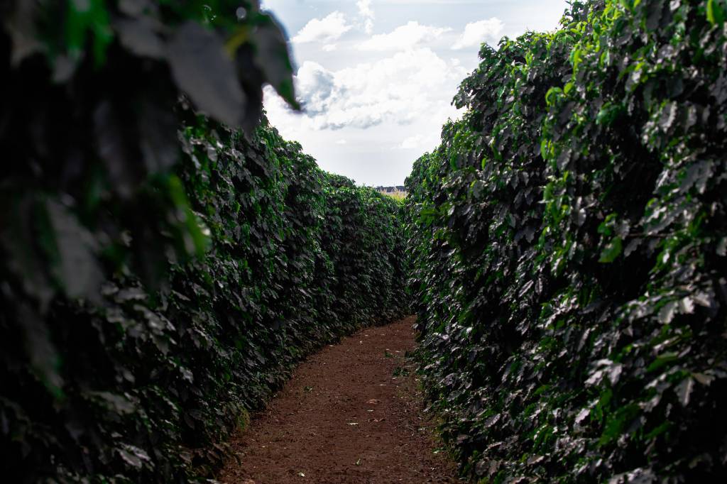 Mercado do café e algodão iniciam semana com tendência de alta