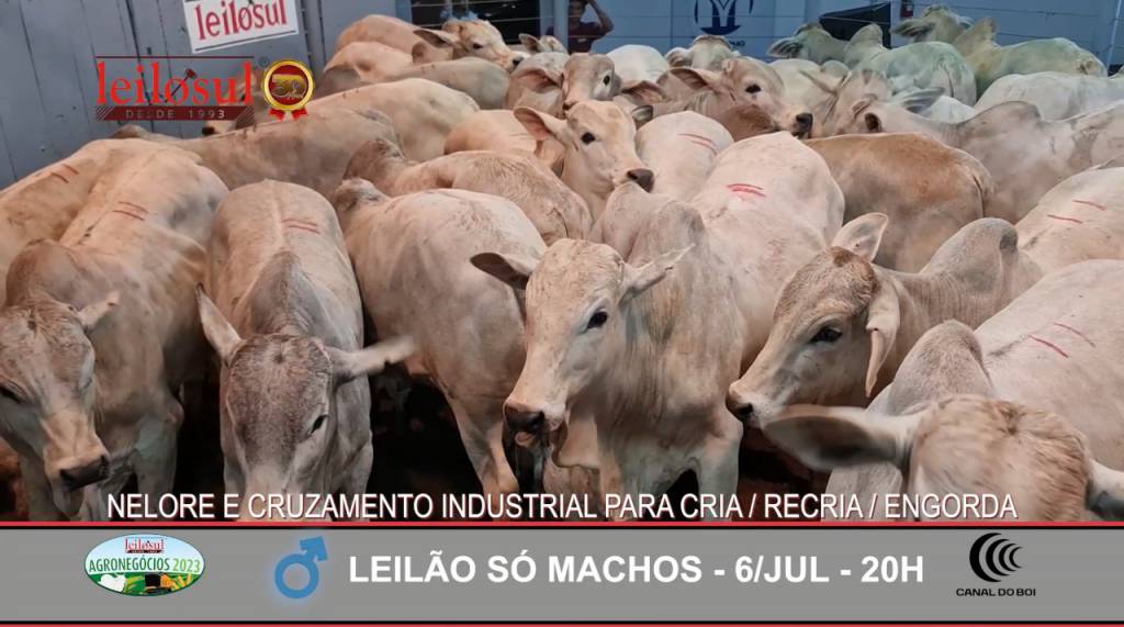 Leilosul realiza leilão 'Só Machos do Agronegócio'. Participe e melhore seu rebanho