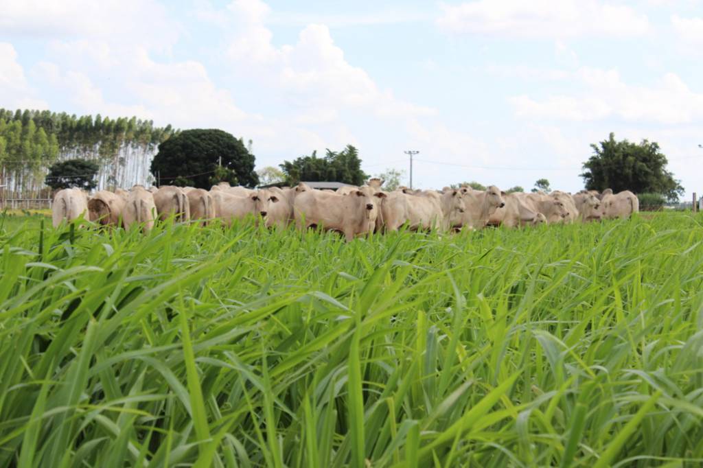 Pastagem degradada resulta em prejuízo ambiental e de produção