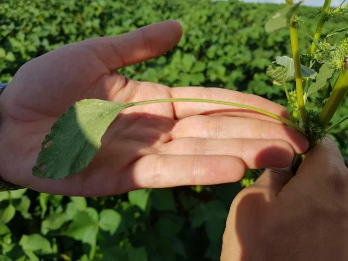 Mato Grosso do Sul registra foco de Caruru Palmeri em lavoura de soja