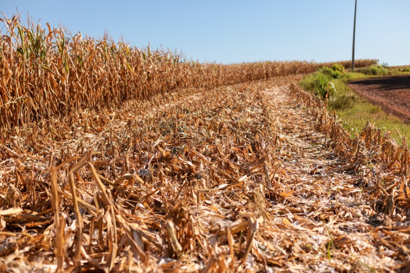 Estiagem prejudica lavouras de soja, milho e arroz no RS 
