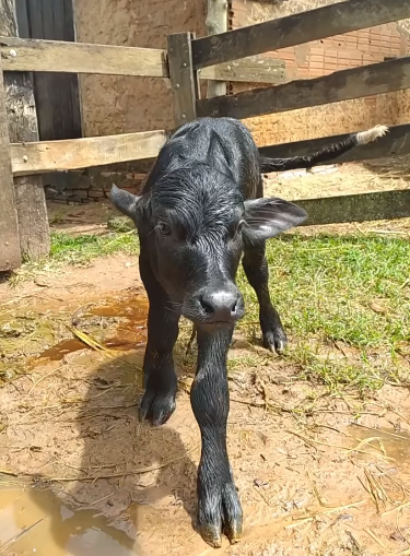 Nascem os primeiros filhotes de búfalas abandonadas em fazenda