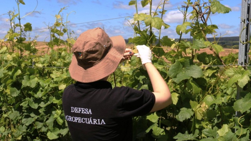 Rio Grande do Sul registra 74 denúncias de deriva de 2,4-D