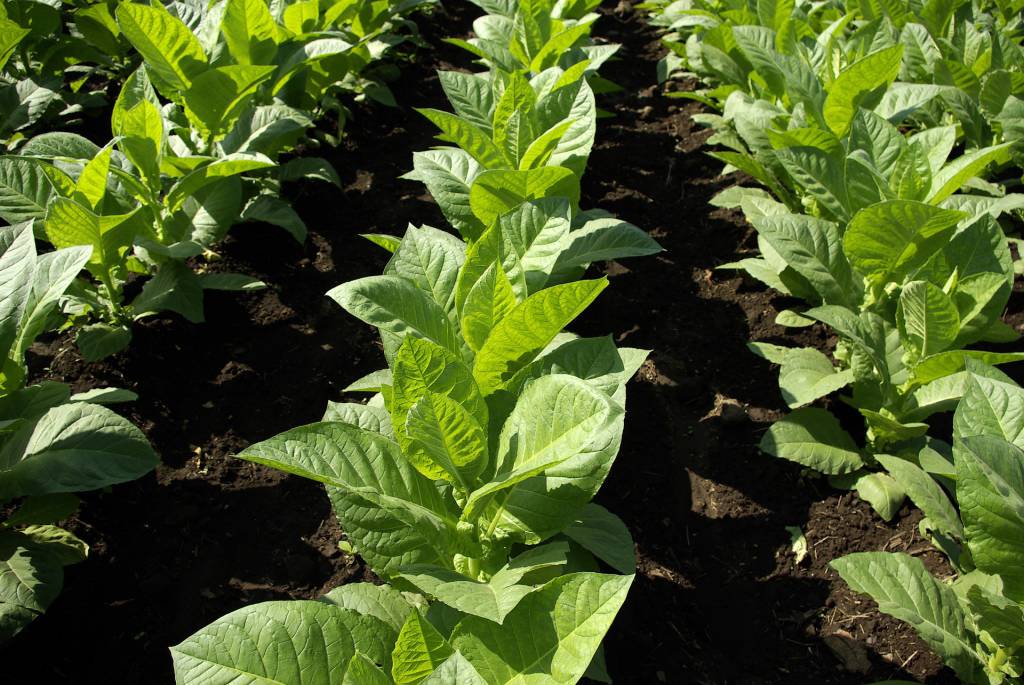Estimativa de safra de tabaco cai em produção e área plantada no RS