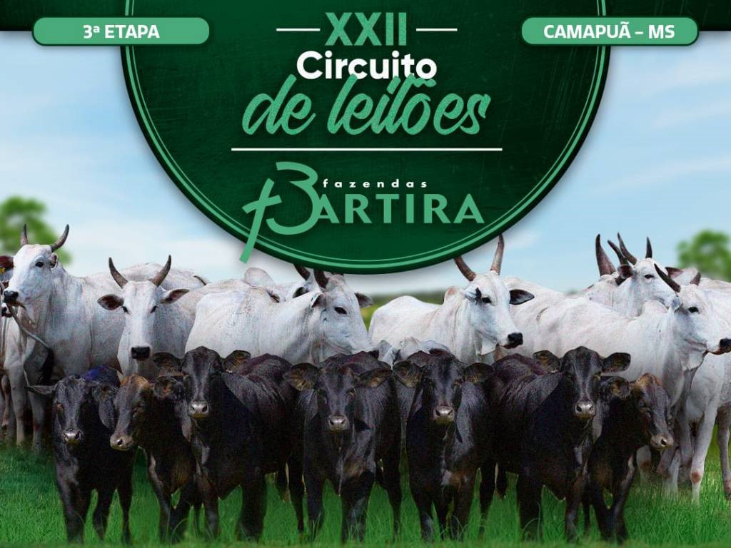 Canal do Boi: aproveite a oferta de 1.710 animais entre Nelore e Aberdeen Angus