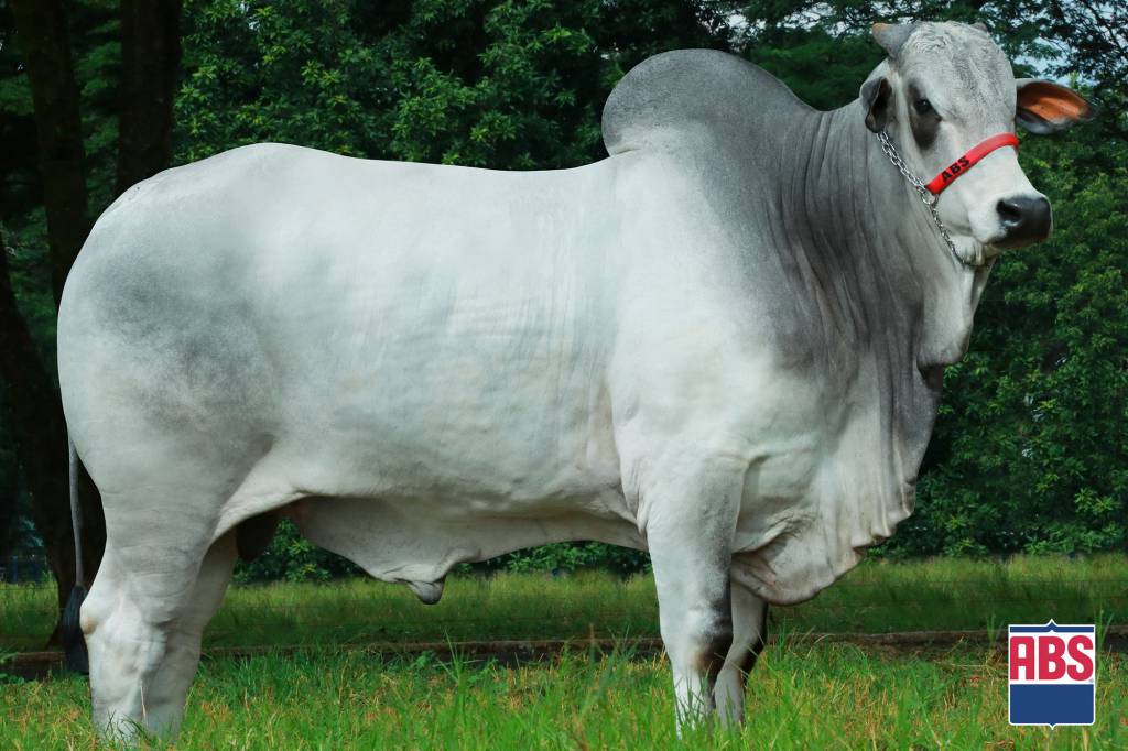 'Genética BR' realiza ação de vendas, hoje no Agro Canal