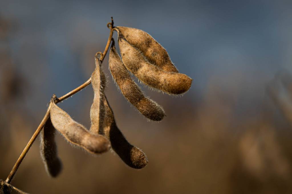 Preço do fertilizante reduz 20% em Mato Grosso do Sul 