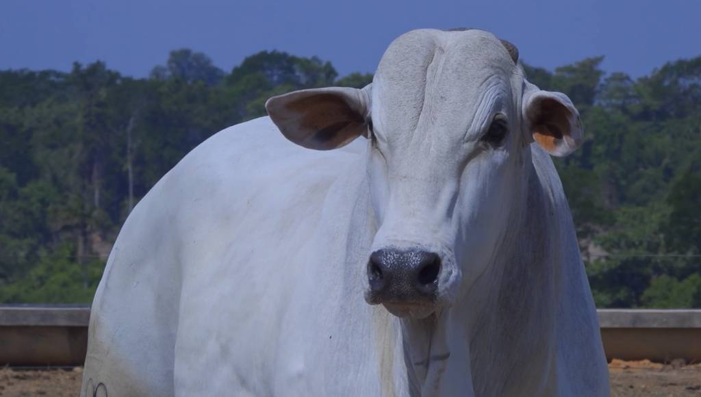 Veja o leilão Casari Agropecuária, hoje no AgroCanal