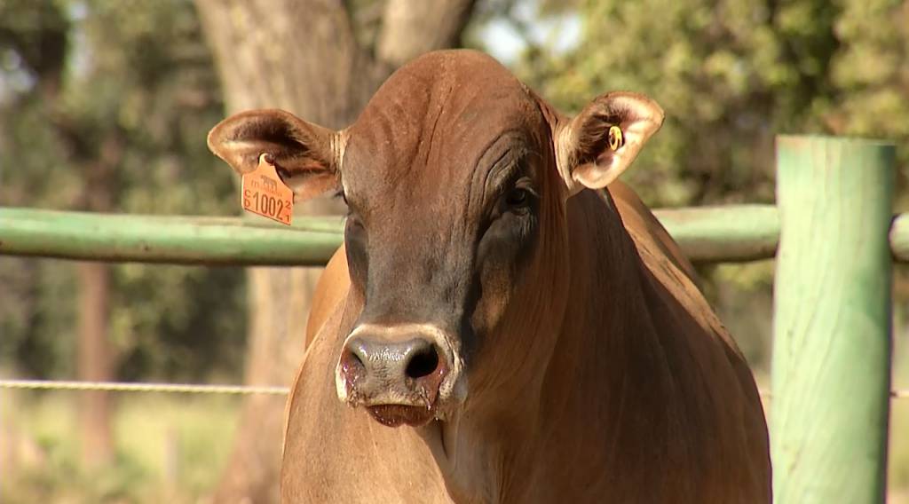 Participe da '4ª Semana Montana Calidad' e melhore sua criação
