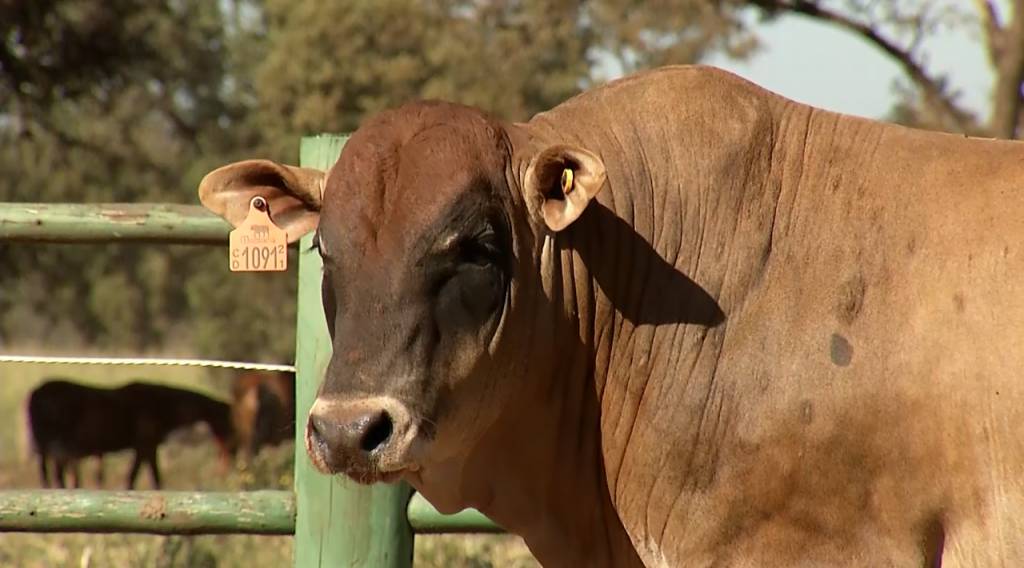 Hoje: começa a 4ª Semana Montana Calidad nos canais do SBA