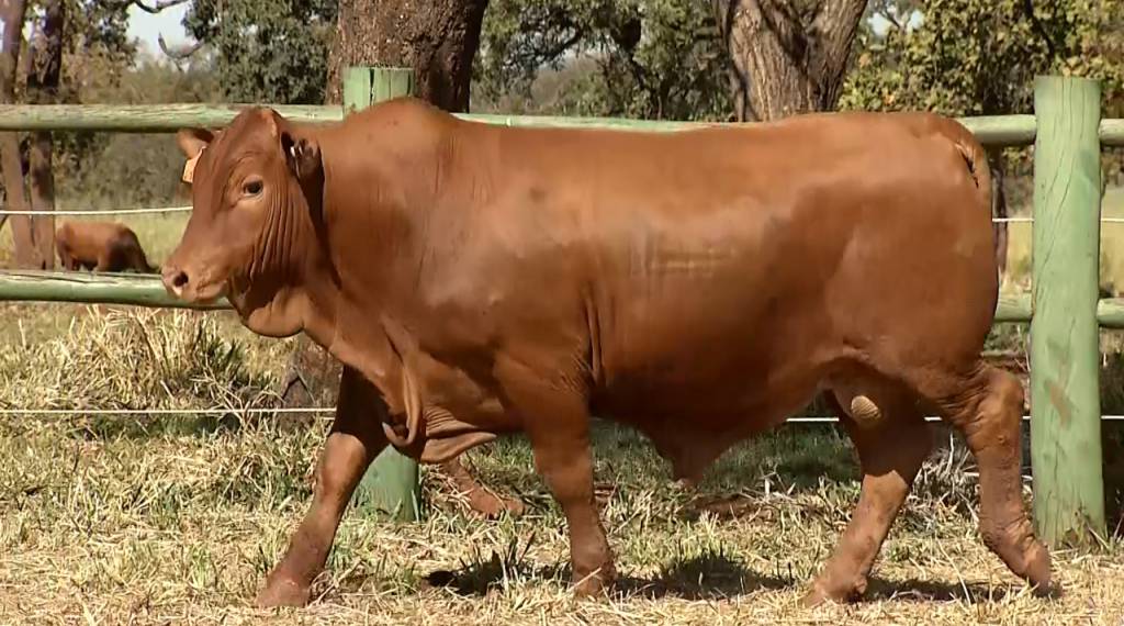 Veja o leilão de encerramento do 'De Olho na Fazenda Montana Calidad'