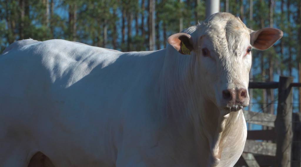 Veja o leilão 'Canchim Calabilu 2023' e compre animais para cria, recria e engorda