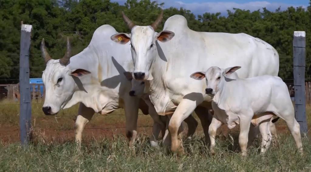 Fêmeas Nelore PO: não perca a 2ª etapa do leilão Japaranduba Ganar