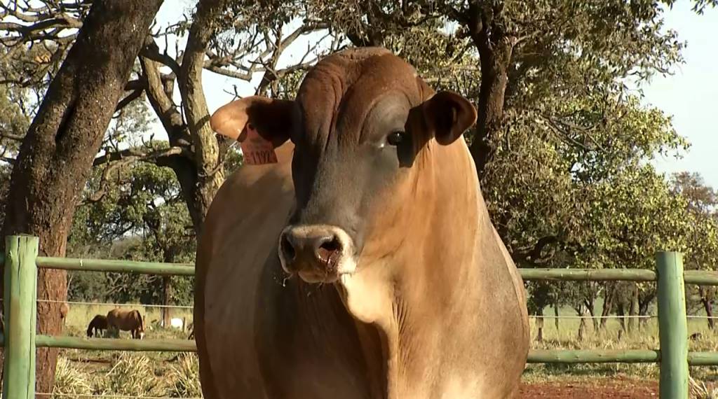 Participe da 4ª Semana Montana Calidad e obtenha animais de alto padrão