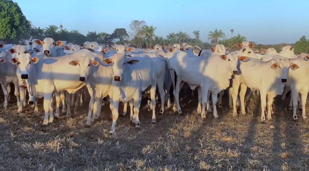 Canal do Boi: 'Agrocampo Nutricampo' oferta 3 mil animais de corte neste domingo
