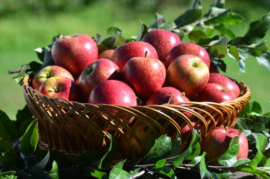 Santa Catarina deve colher 570, 8 mil toneladas de maçã