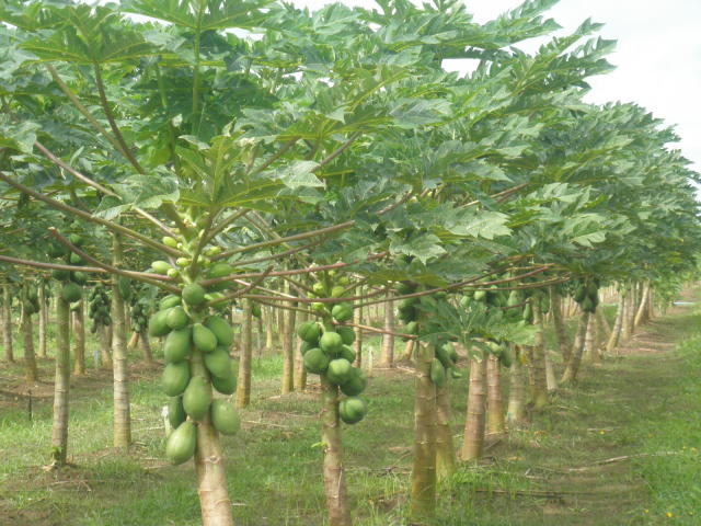 Preço do mamão formosa cai no Norte de MG 