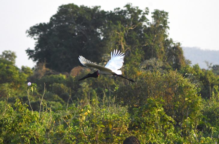 Concessão de licenças de supressão no Pantanal são suspensas 