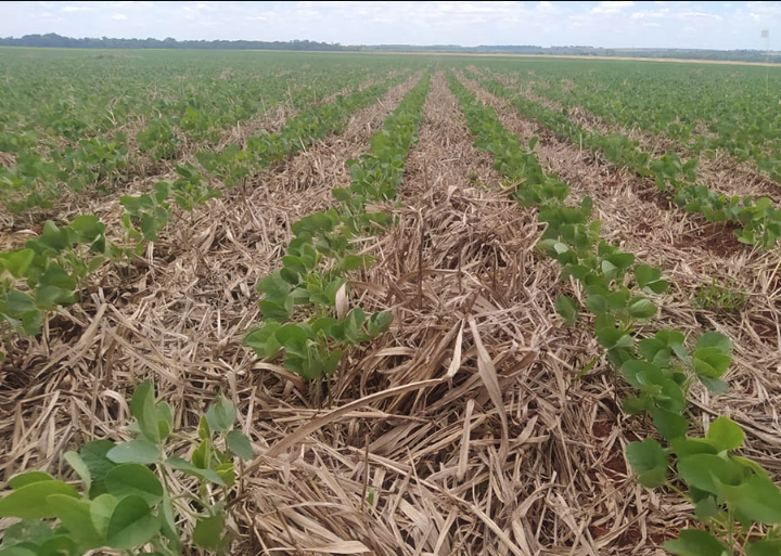 Efeitos do El Niño vão atingir a agricultura brasileira?