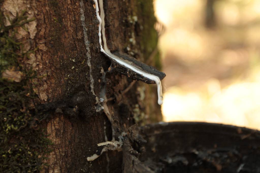 Borracha natural: movimento pede soluções para crise no setor