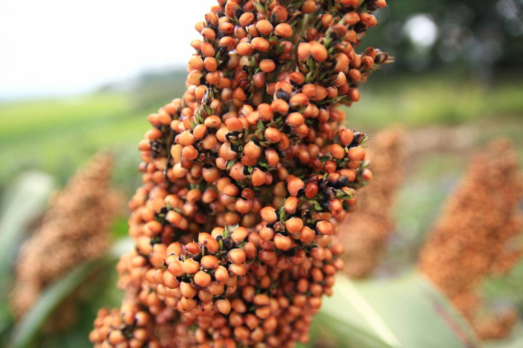 Produtores investem no cultivo de sorgo em período de seca
