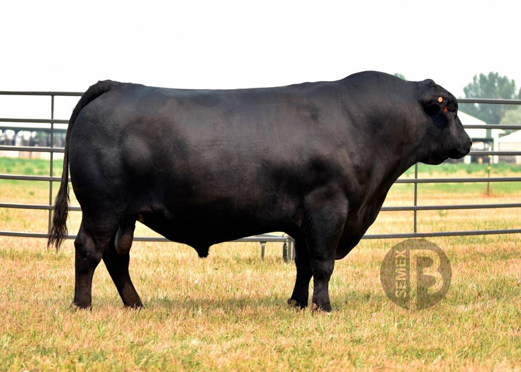 Top de Vendas Semex oferta material genético na terça, pelo Canal do Boi  