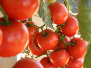 Cultivo de tomates sem solo em duas estufas