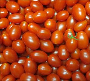 Pesquisador avalia teor de açúcar do tomate cereja