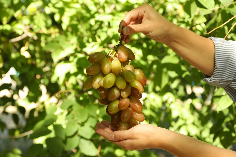Técnicas para a produção integrada de uva entram em vigor em julho