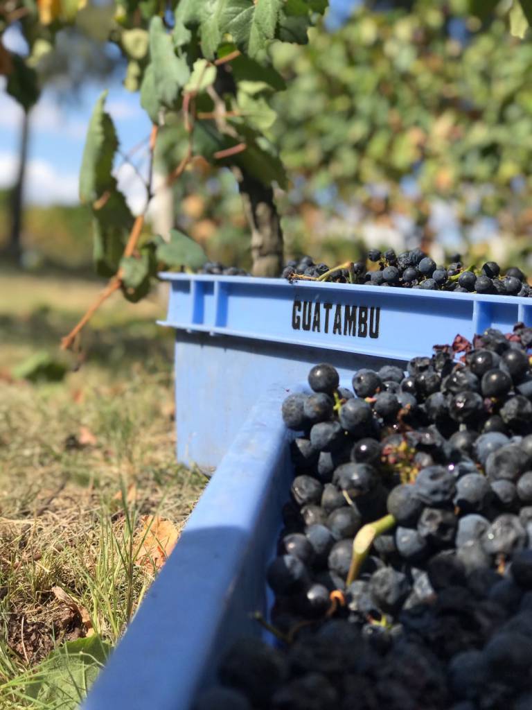 Vinícola preocupada com preservação do Pampa Gaúcho. Veja 