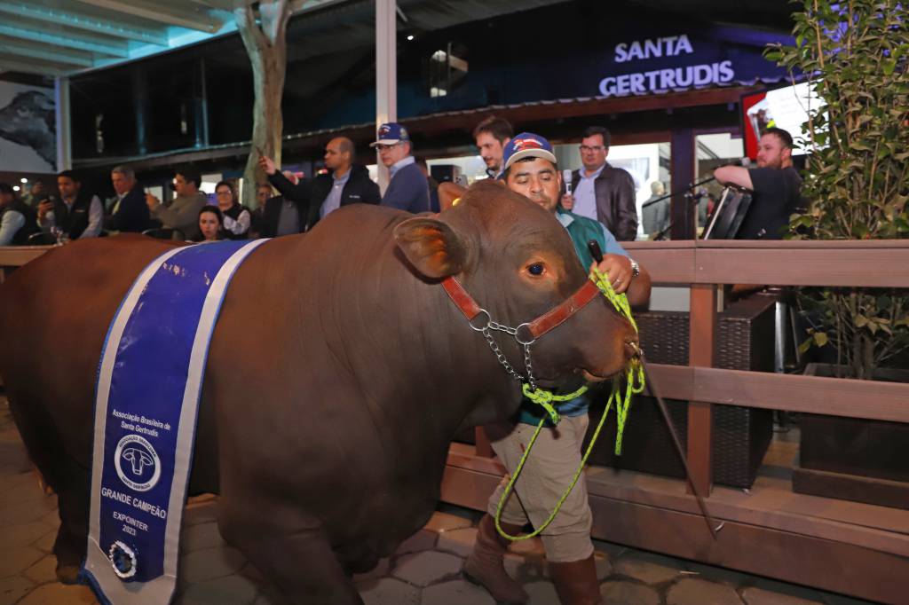 Raça Santa Gertrudis completa 70 anos no Brasil 