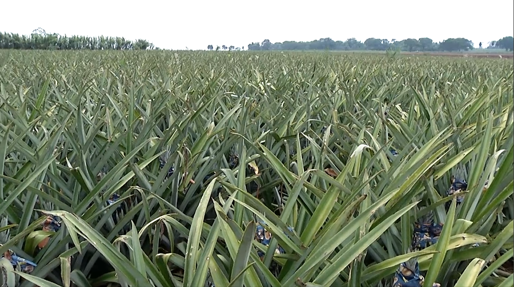 Clima de MS é favorável para a produção de abacaxi