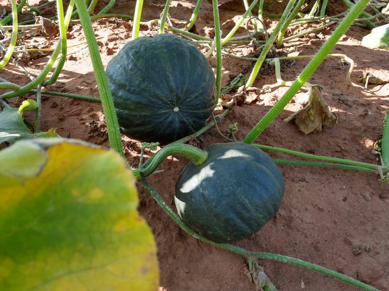 Para a Argentina: Colheita de abóbora cabotiá começa em SP