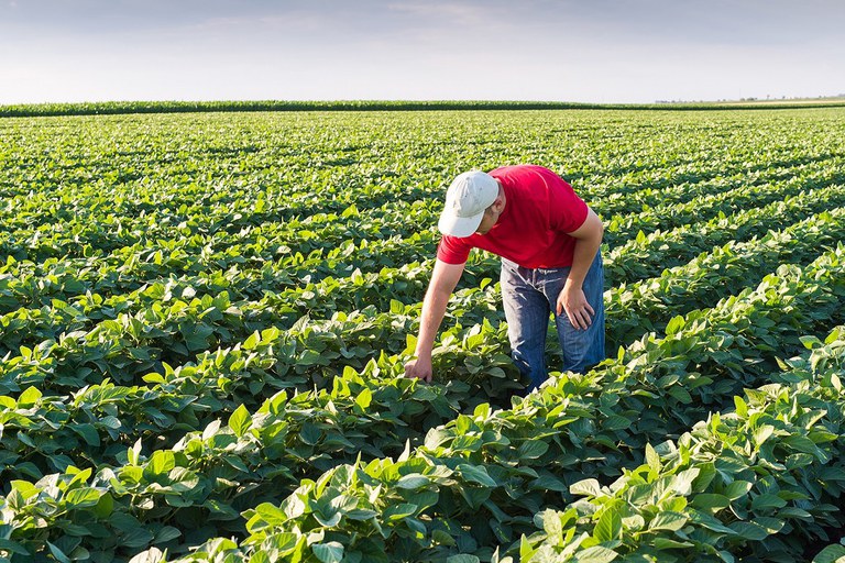 Relatório do USDA é conservador e decepciona o mercado