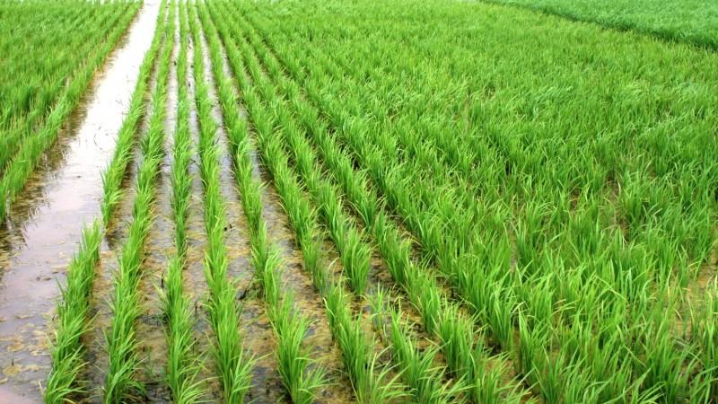 RS projeta safra de 3,4 milhões de toneladas de trigo