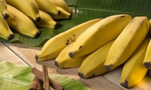 Mapa orienta sobre evitar fusariose da banana 