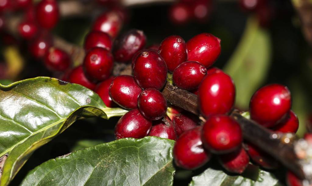 Clima adverso impacta safra de café 2022