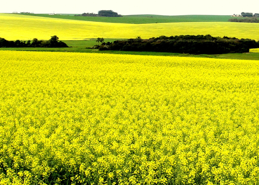 Embrapa lança o aplicativo Mais Canola 