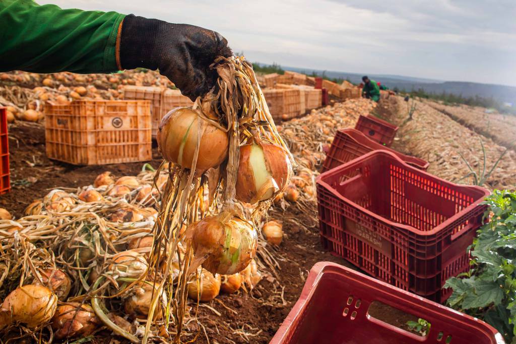 Ataque da Rússia influencia mercado agrícola na CBOT