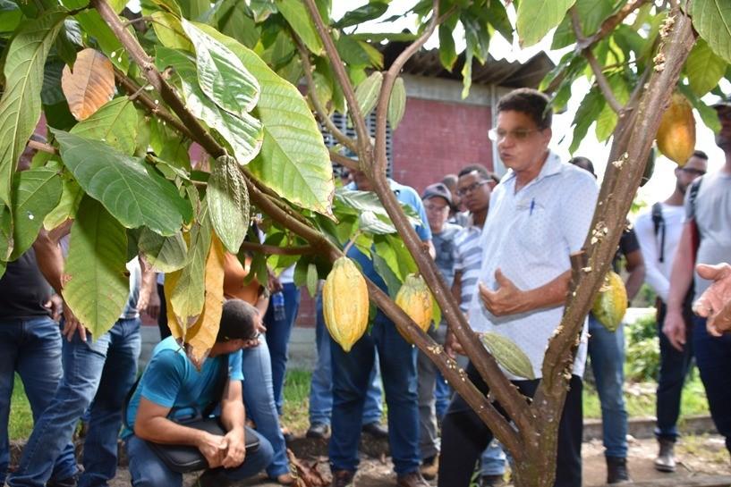 Novo fungicida pode ser o extermínio na vassoura de bruxa