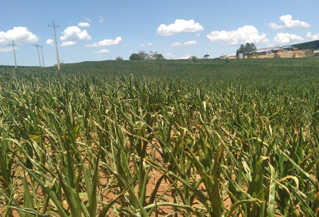 Soja tem quebra estimada de 43% no Rio Grande do Sul 
