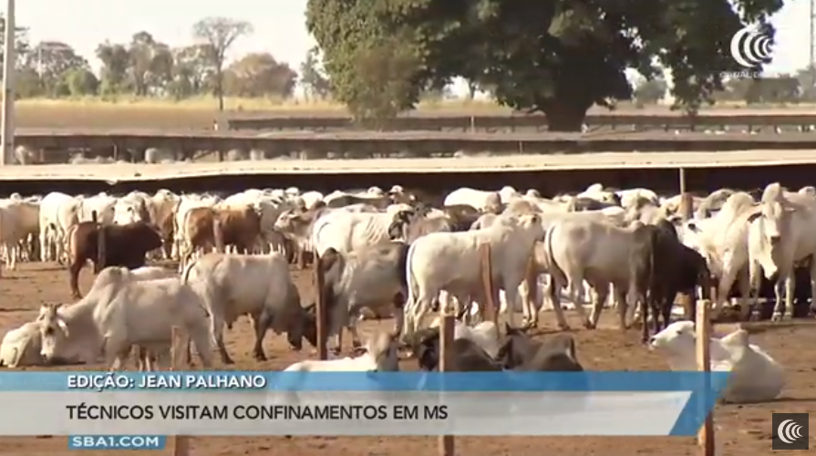 Expedição Confina Brasil visita confinamentos em MS