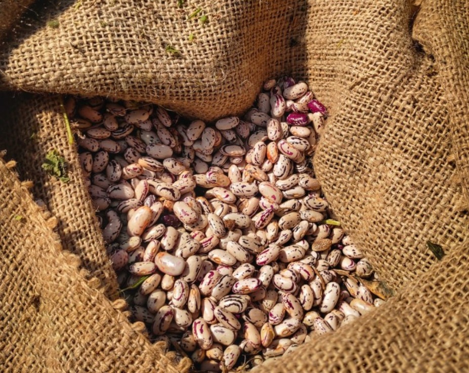 Seapdr lança nova cultivar de feijão rajado